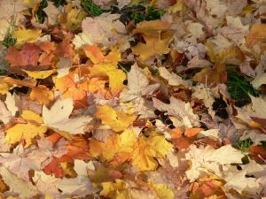 Crispy crunchy autumn leaves