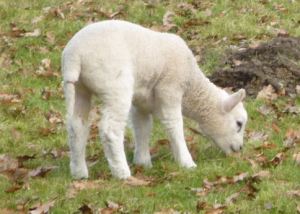 Spring Lamb
