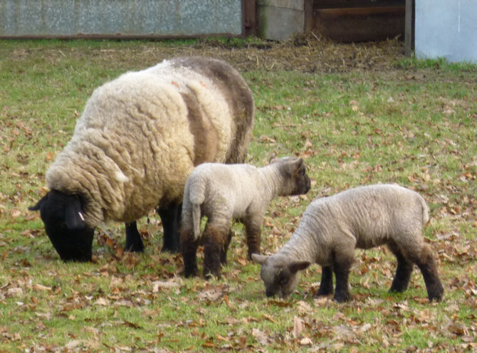 Spring Lambs in Lincolnshire