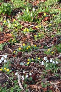 Aconites and snowdrops