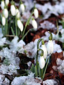 Snowdrops