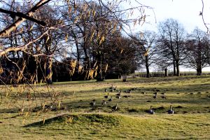 Canada Geese and Catkins