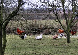 Ducks and geese and hens