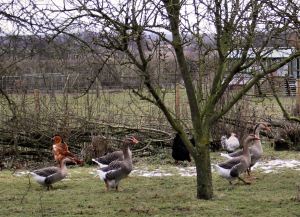 Ducks and chickens and hens