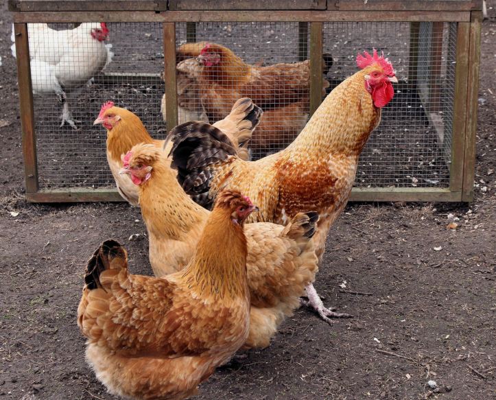 Happy free range hens