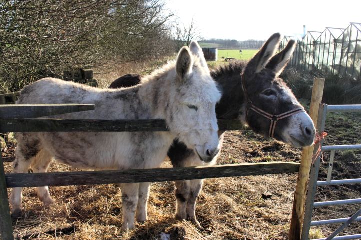 Seaside donkeys wintering on a local farm