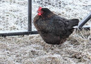 Frosty Hen 21st January 2016