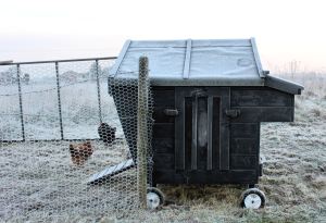 Hens on a Frosty Morning 21st January 2016