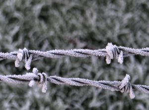 Wire on Frosty Morning on 21st January 2016