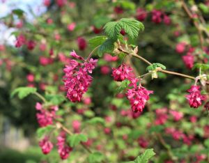 Spring blossom, Cuxwold