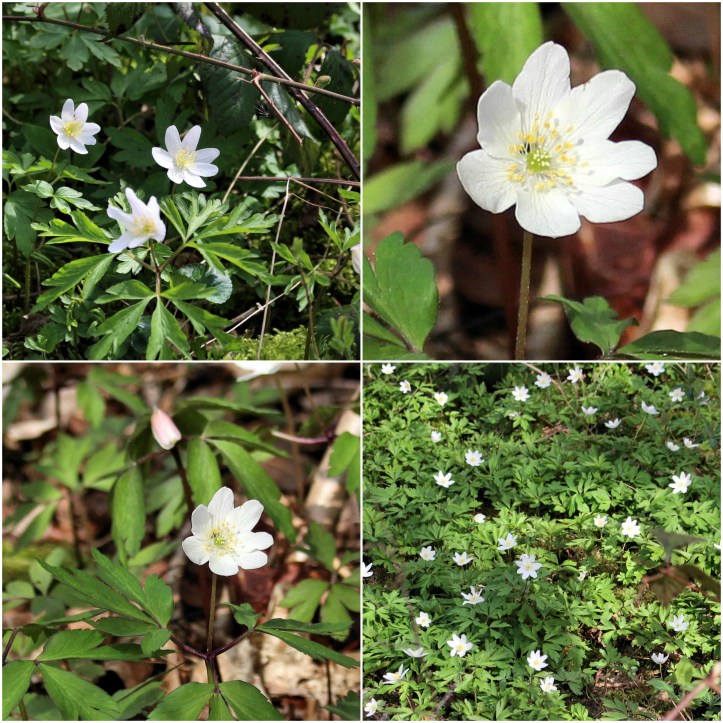 A Magical Woodland Carpet of Anemones