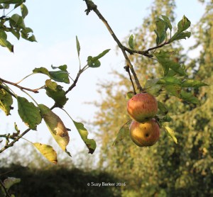 September Apples