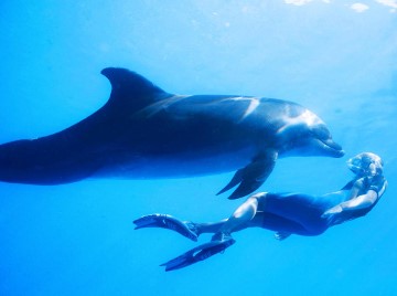 halfbananas-dolphin-image