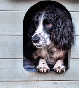 Alf on the lookout in his kennel