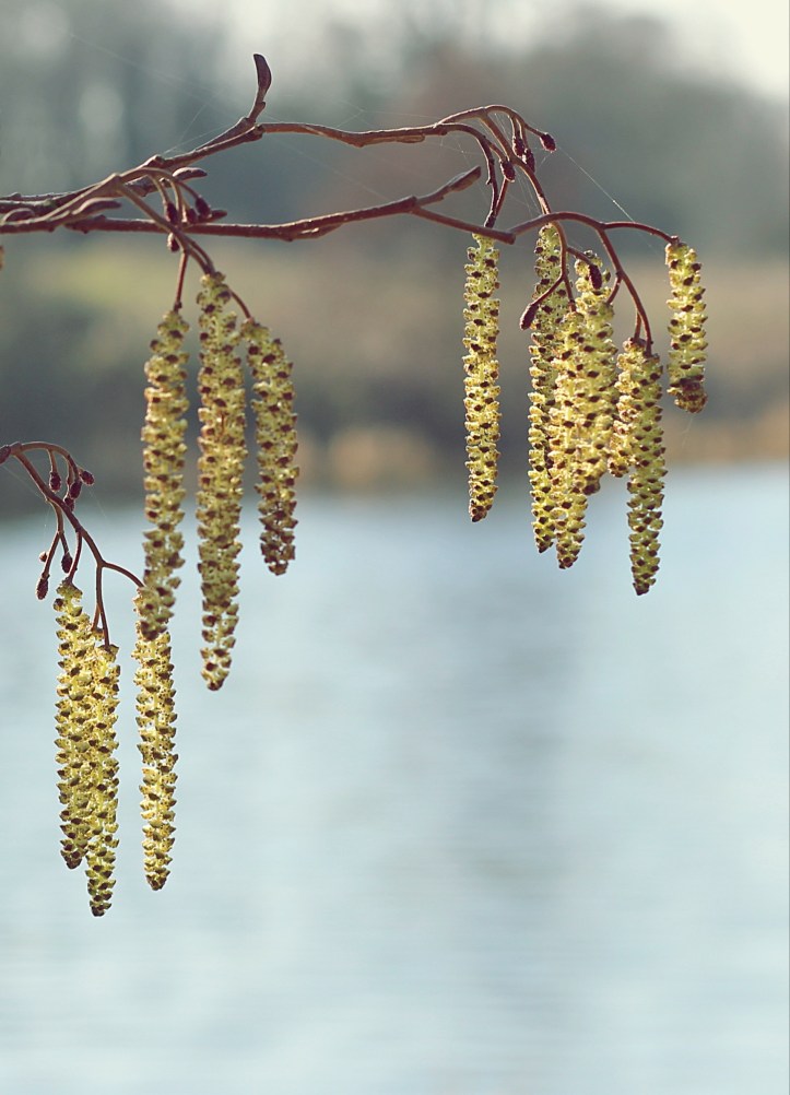 Catkins - a sure sign that spring is on its way