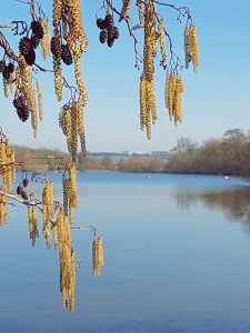 Alder Catkins