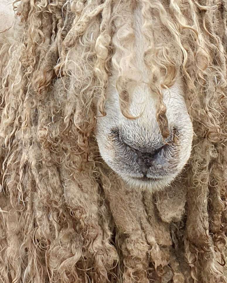 Lincoln Longwool