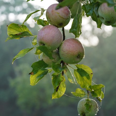 Apples on the tree