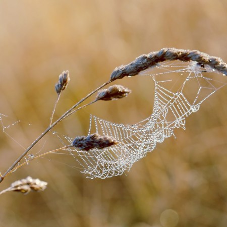 Dew-covered cobweb on grass