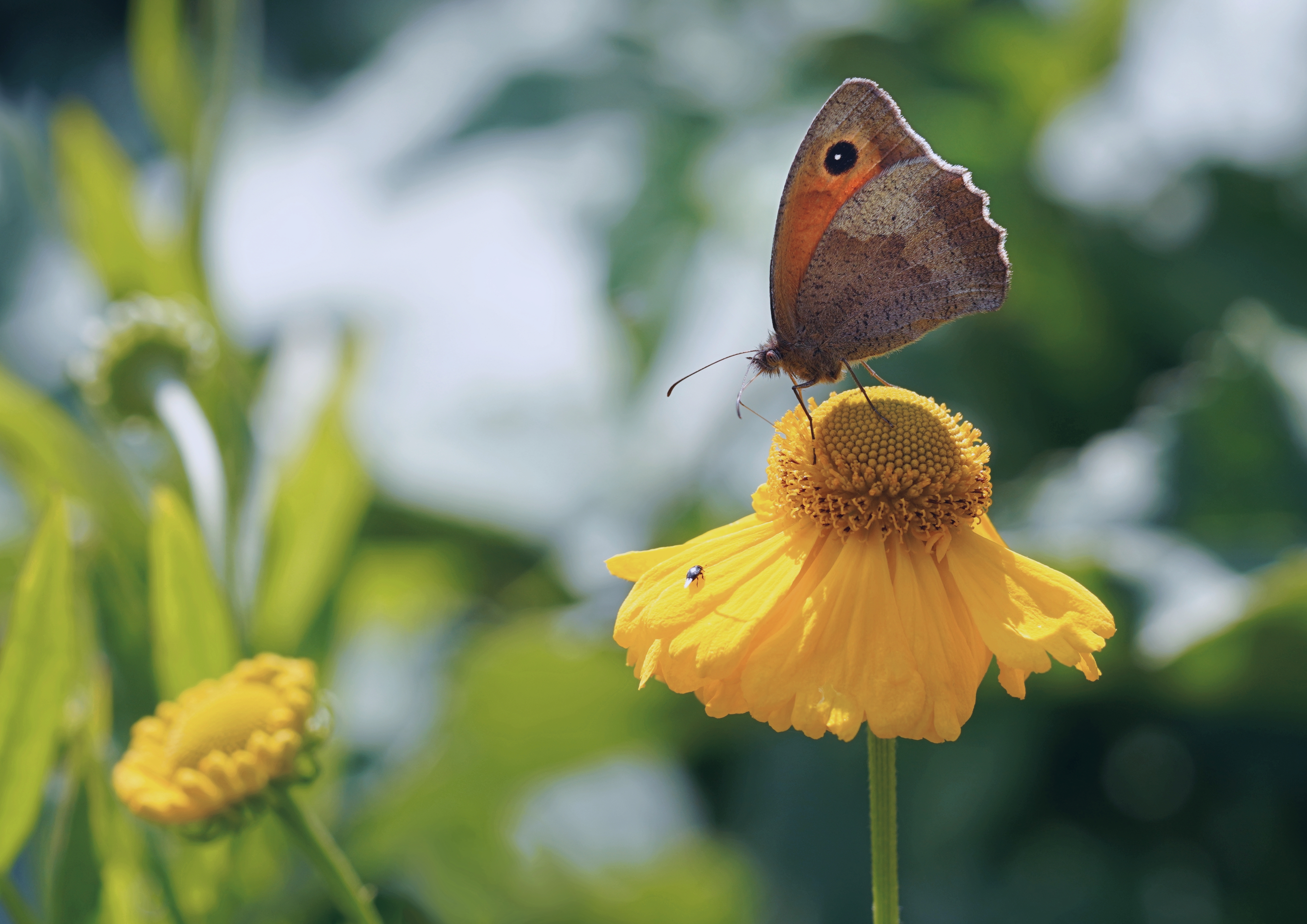 Meadow Brown butterfly on helenium