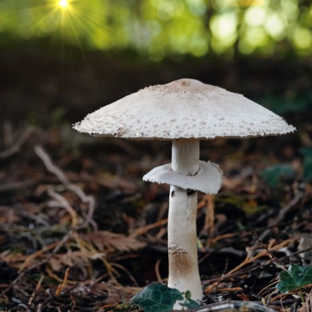 Shaggy Parasol Mushroom